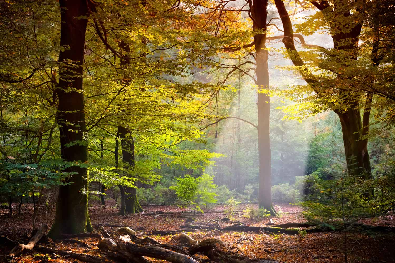 wald 870
